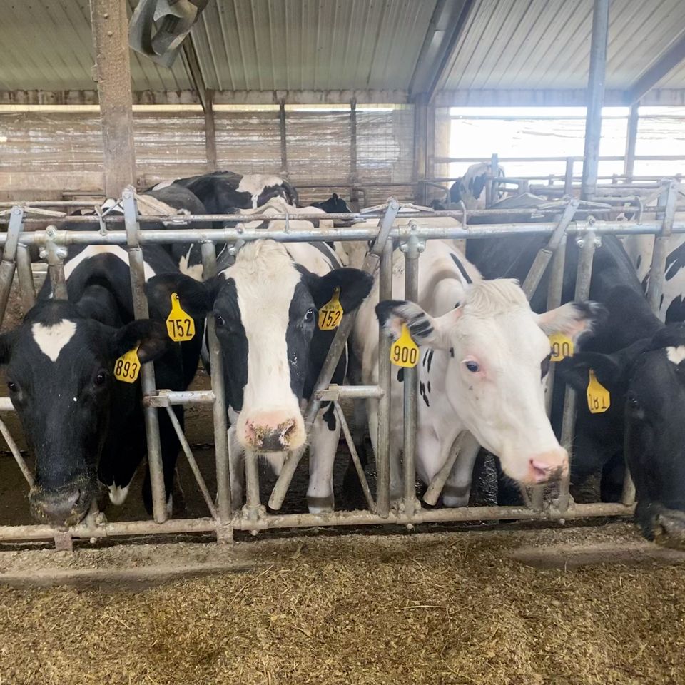 Cows barn stall