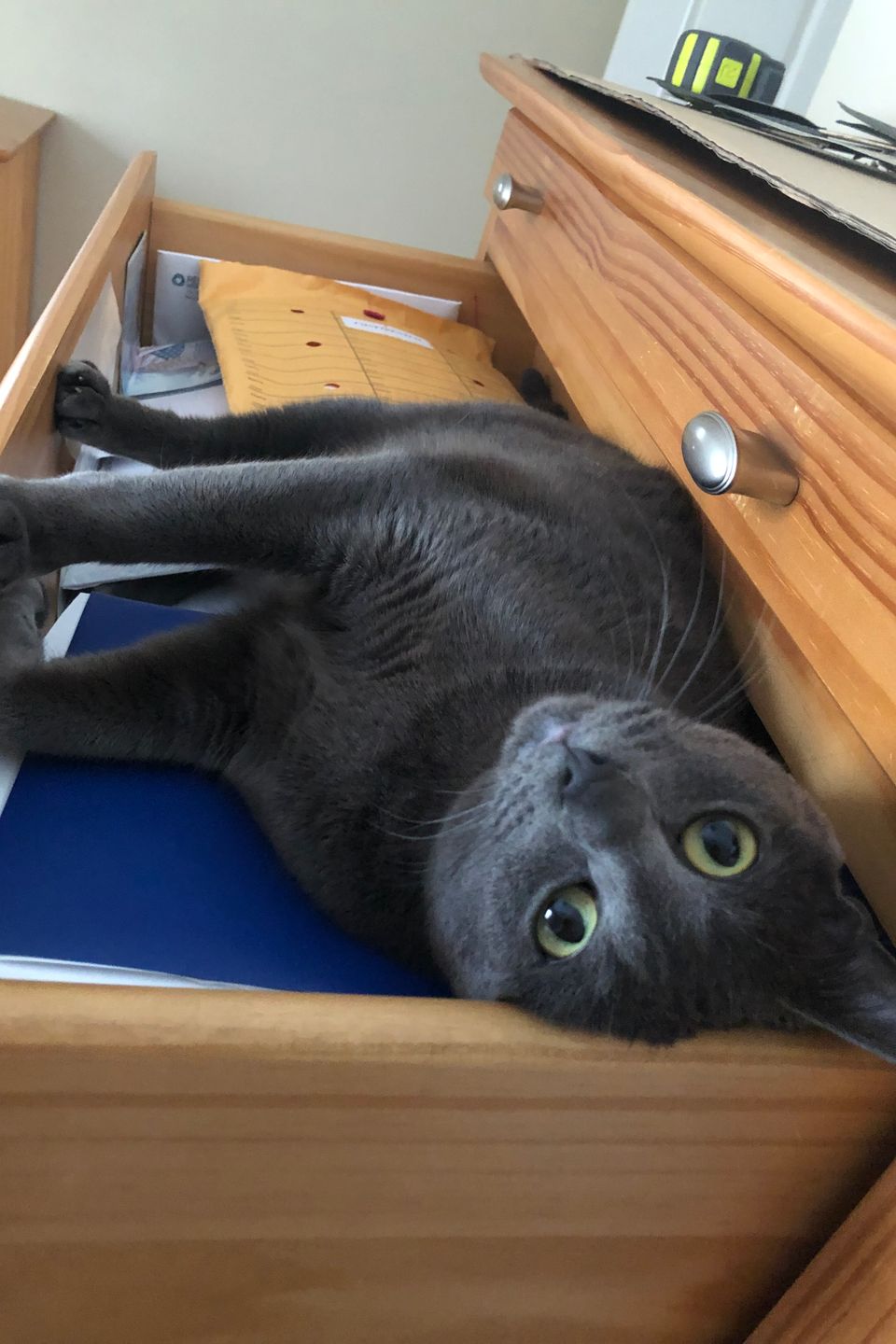 Piper