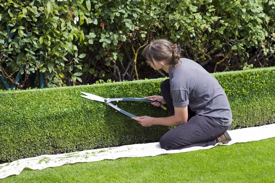 Symmetrically trimmed privacy hedge and manicured garden bushes at a Roseville residence by Economy Tree Service Inc