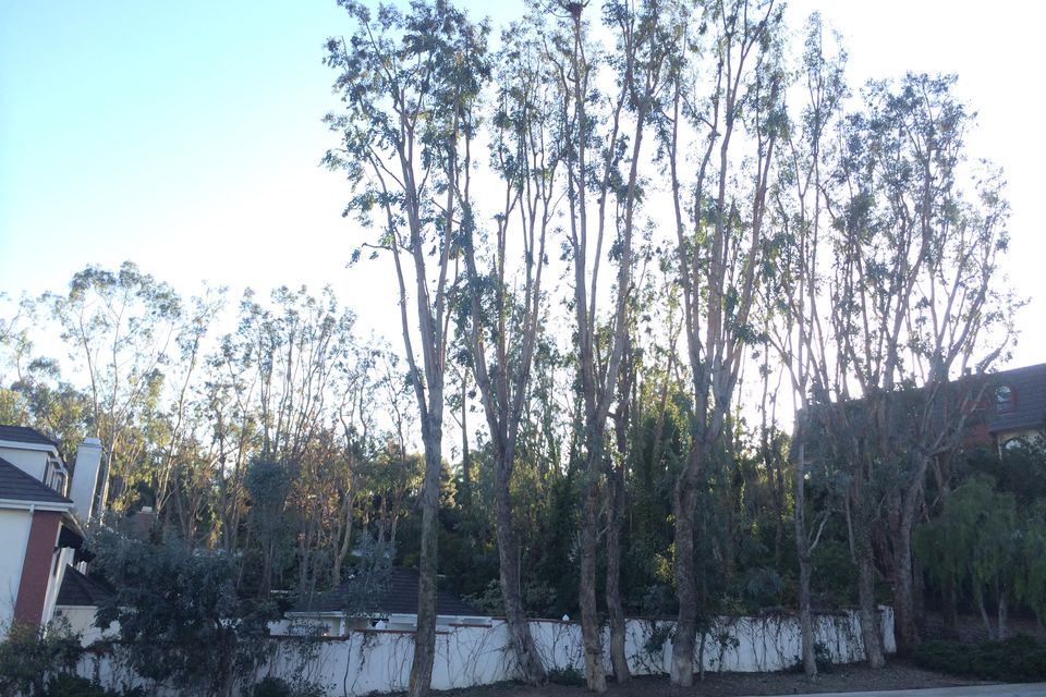 Zamoratreestrim
