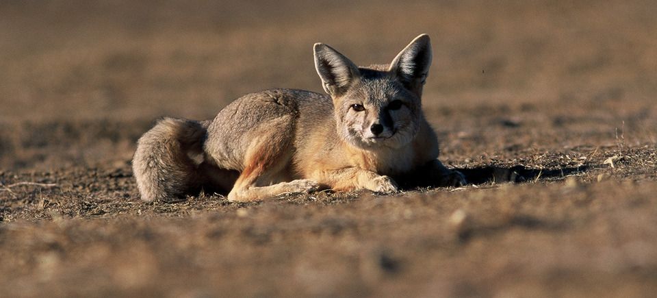 Kit foxes120140408 16843 1ri4zfg