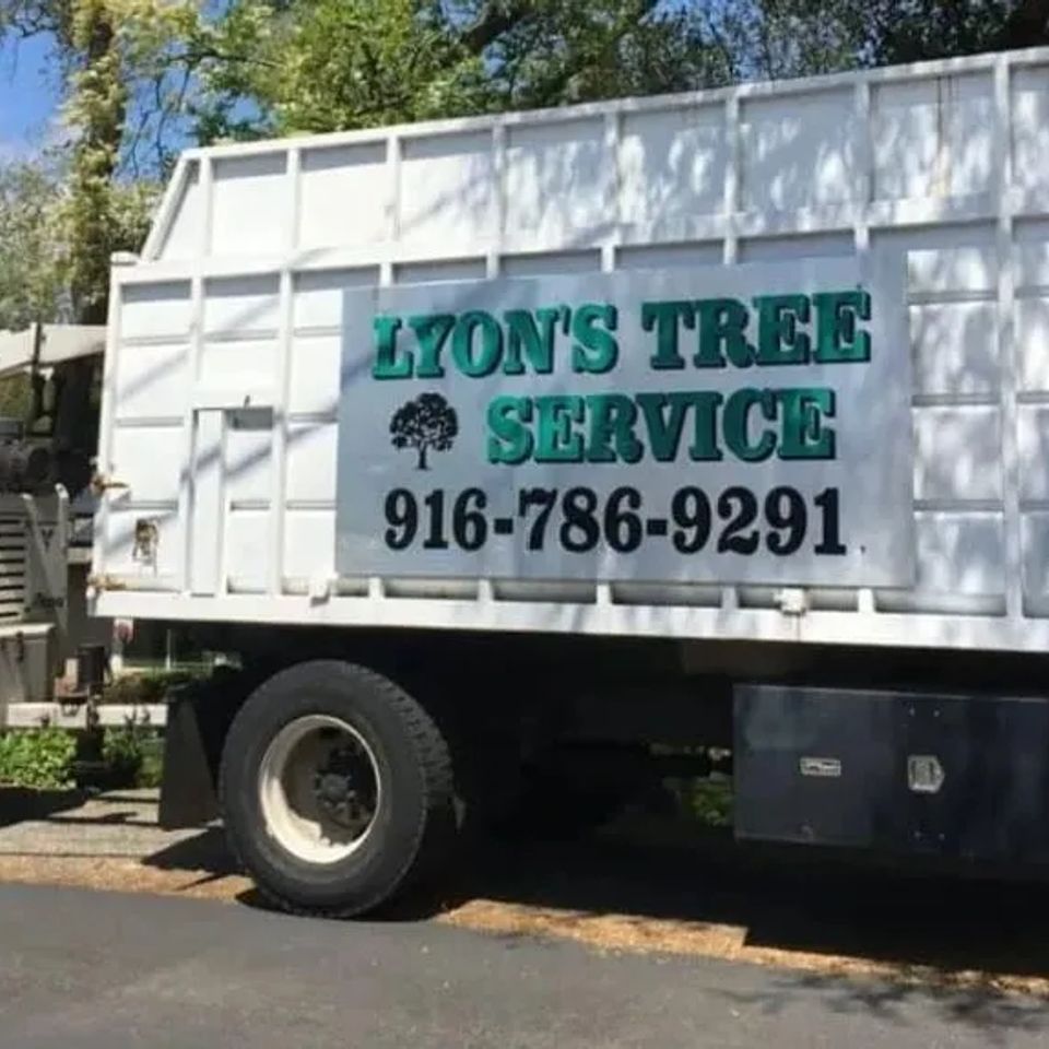 Tree service auburn