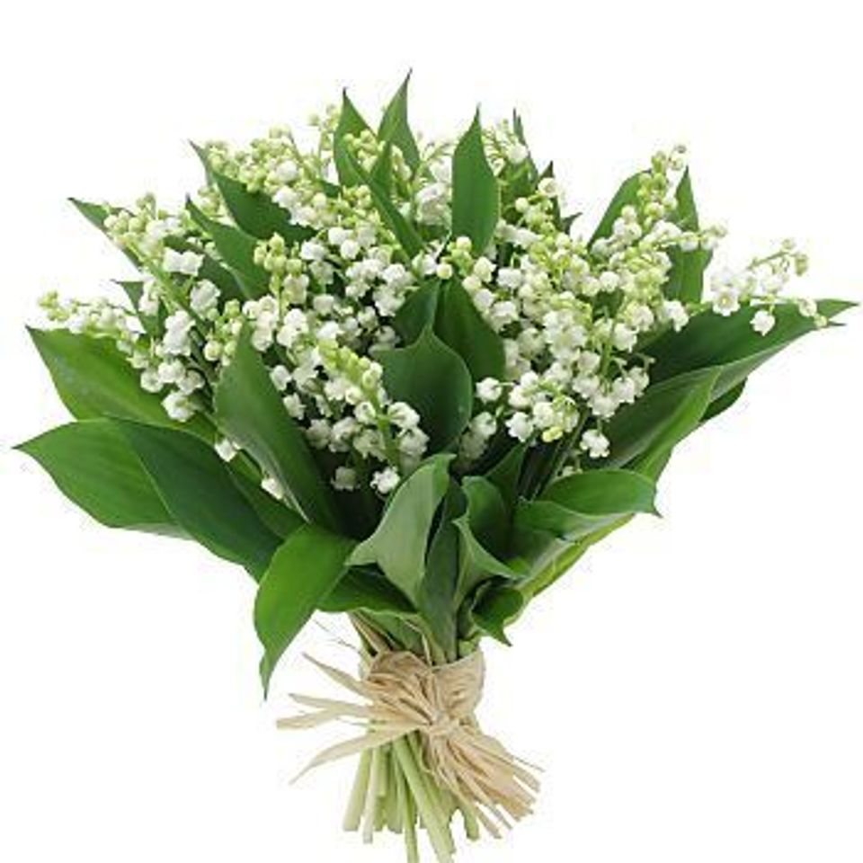 Lily of the valley