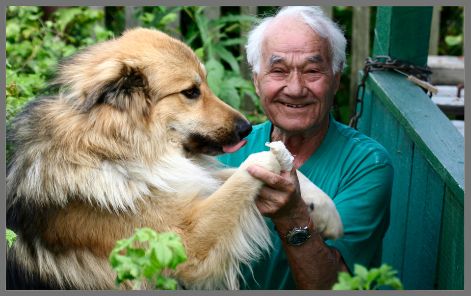 Elderly care blog image pets