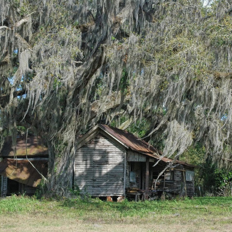 Under the oak