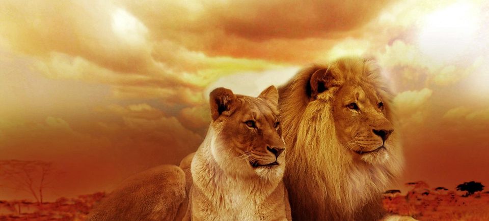 Lions gad98d1629 1920