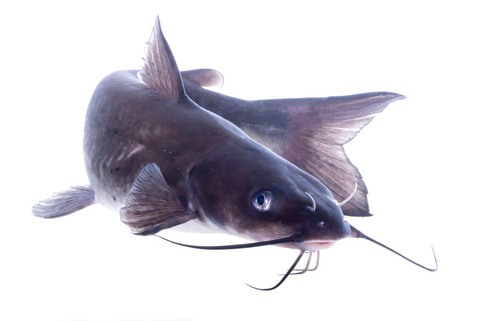 Channel catfish sam stukel 2021 7