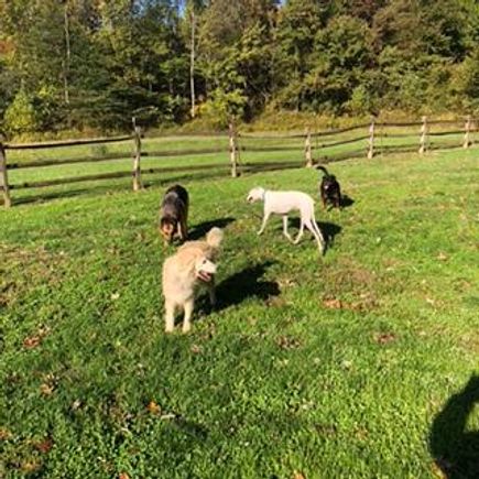 4 dogs