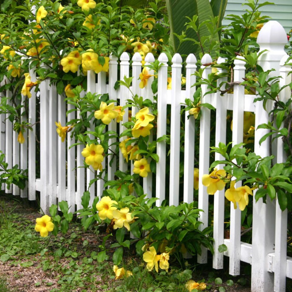 Garden fence1
