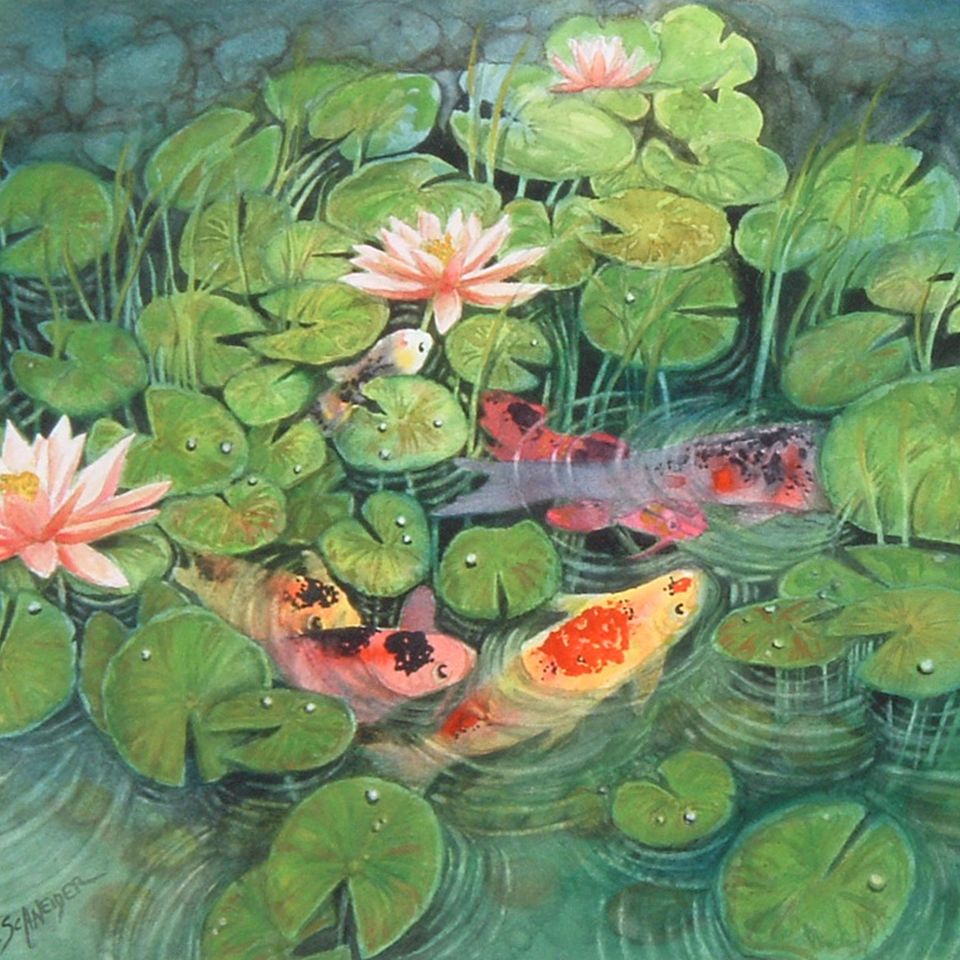 Koi lily pond
