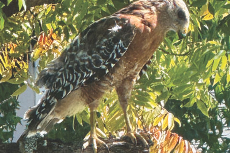 Wildlife photo 1 400x284