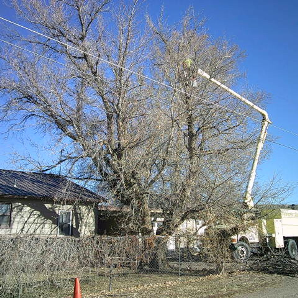 Trees of life tree service 8