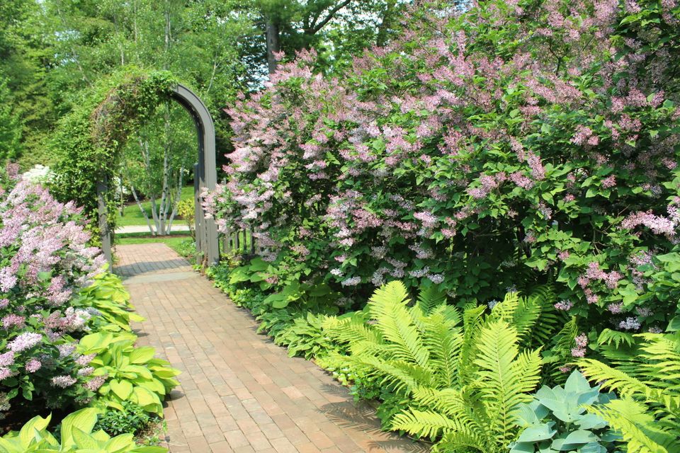 Img 0137 lilac path