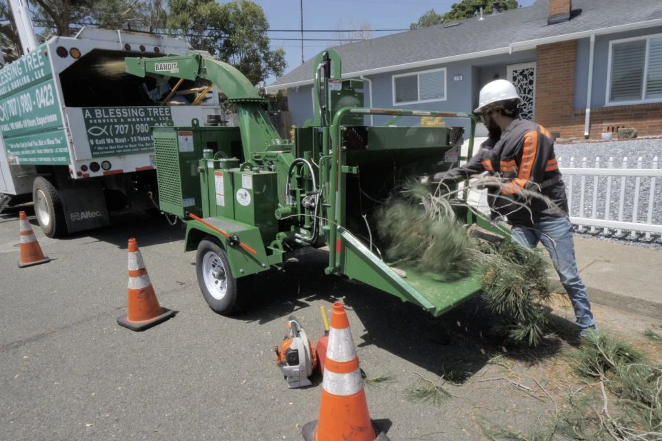 A blessing tree service 2694 action shot 3