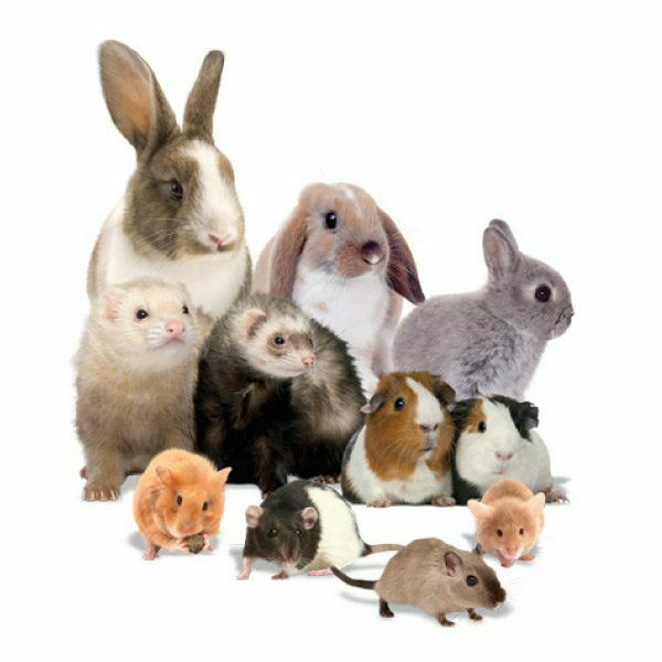 Small animal pic