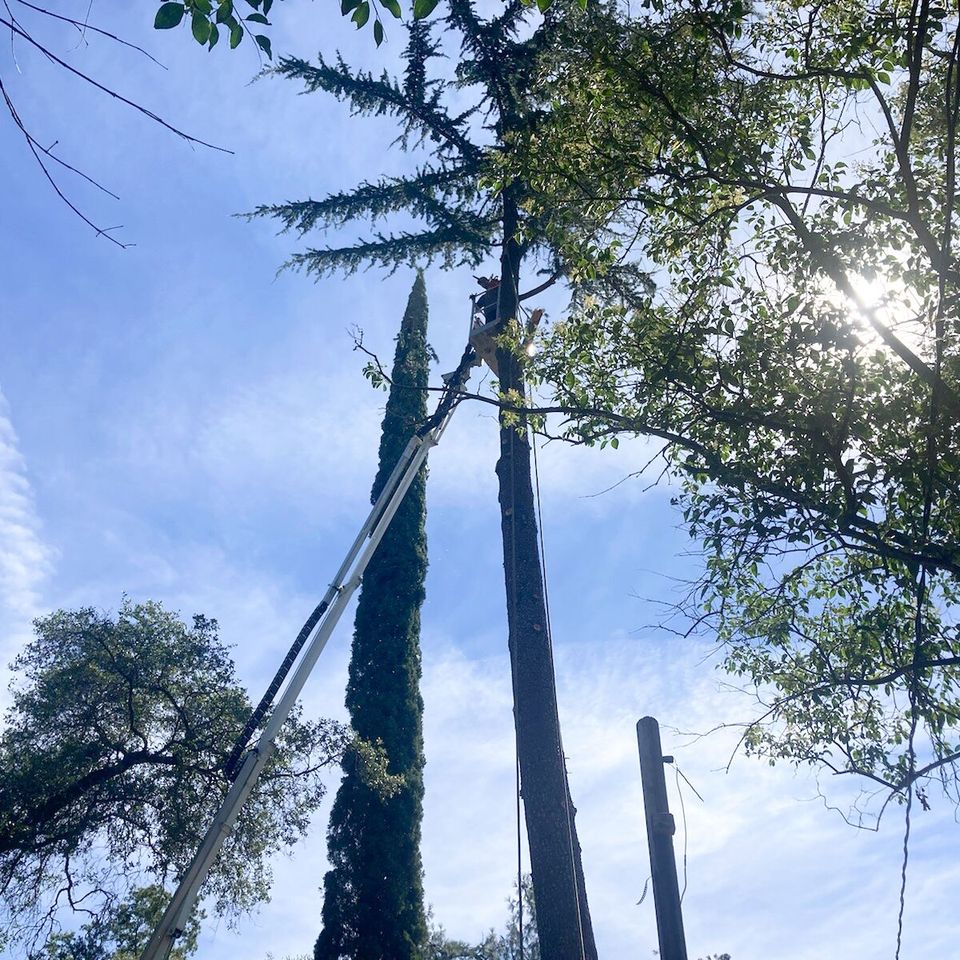 Auburn tree trimming free estimates