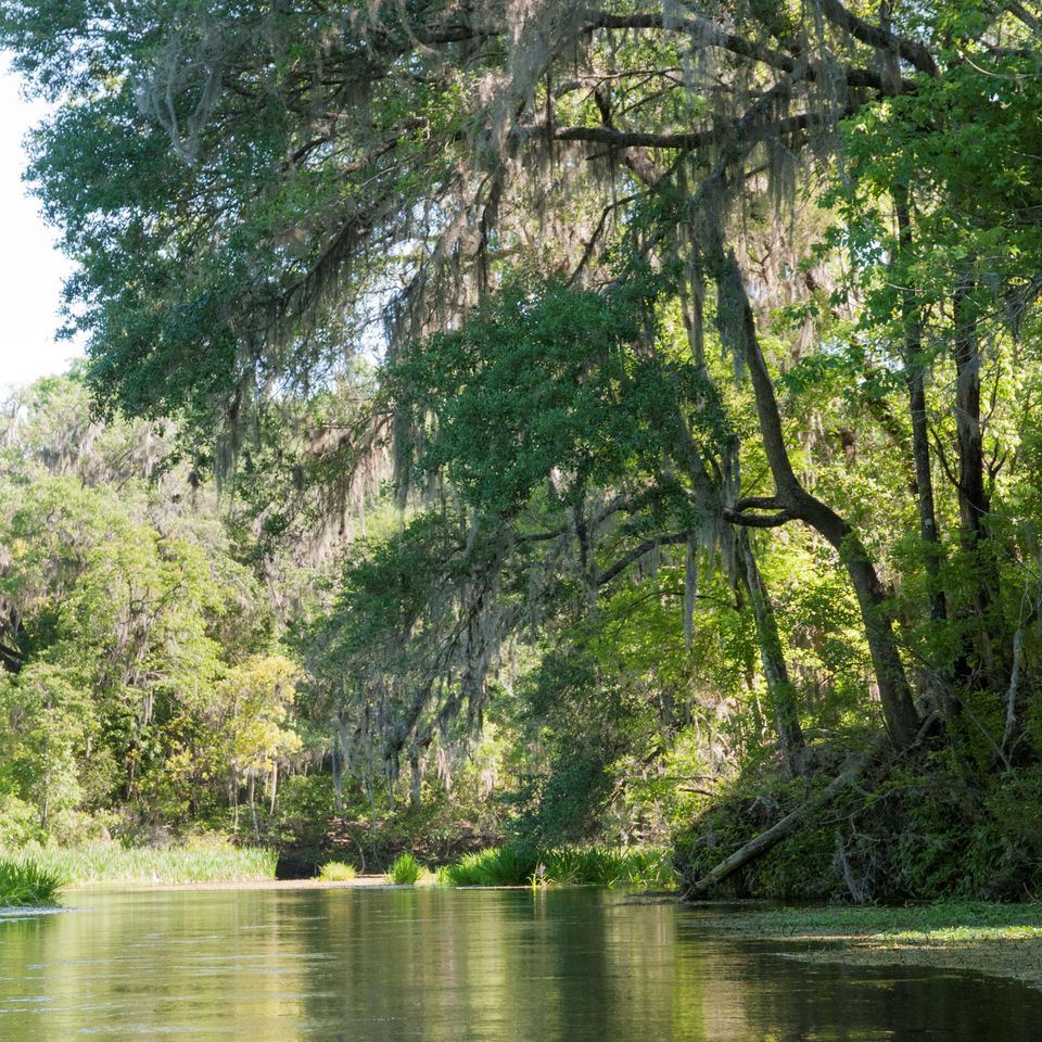 Ichetucknee springs 2 61