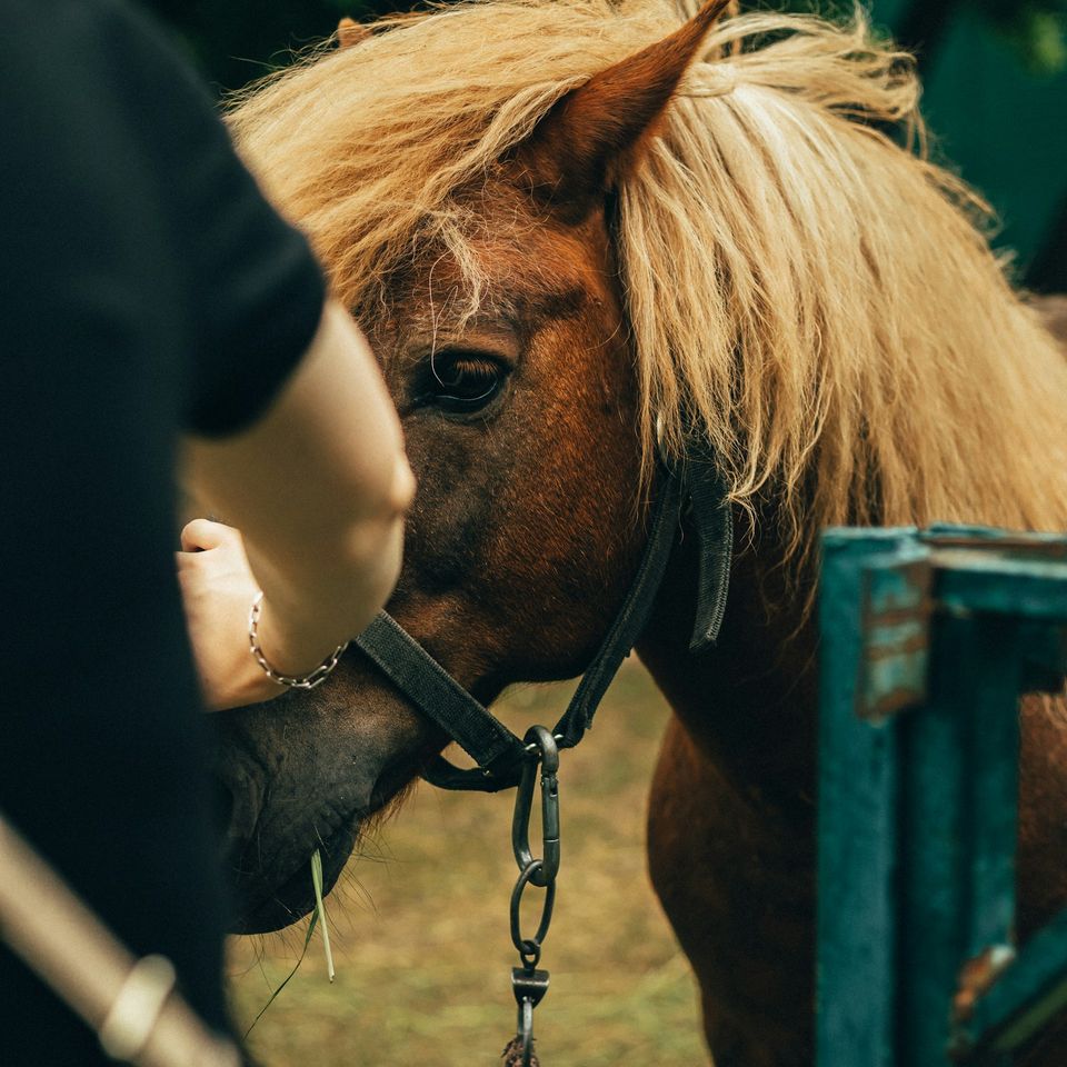 Pony Parties