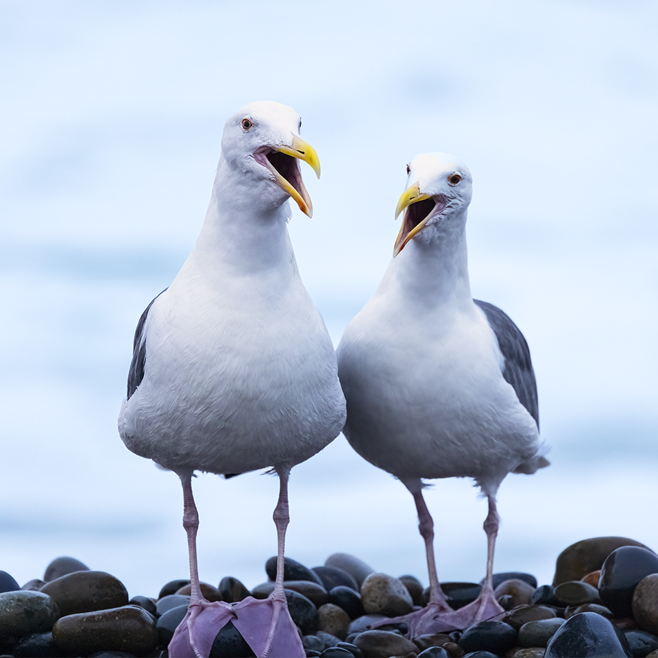 Pair of california gulls ponto copy