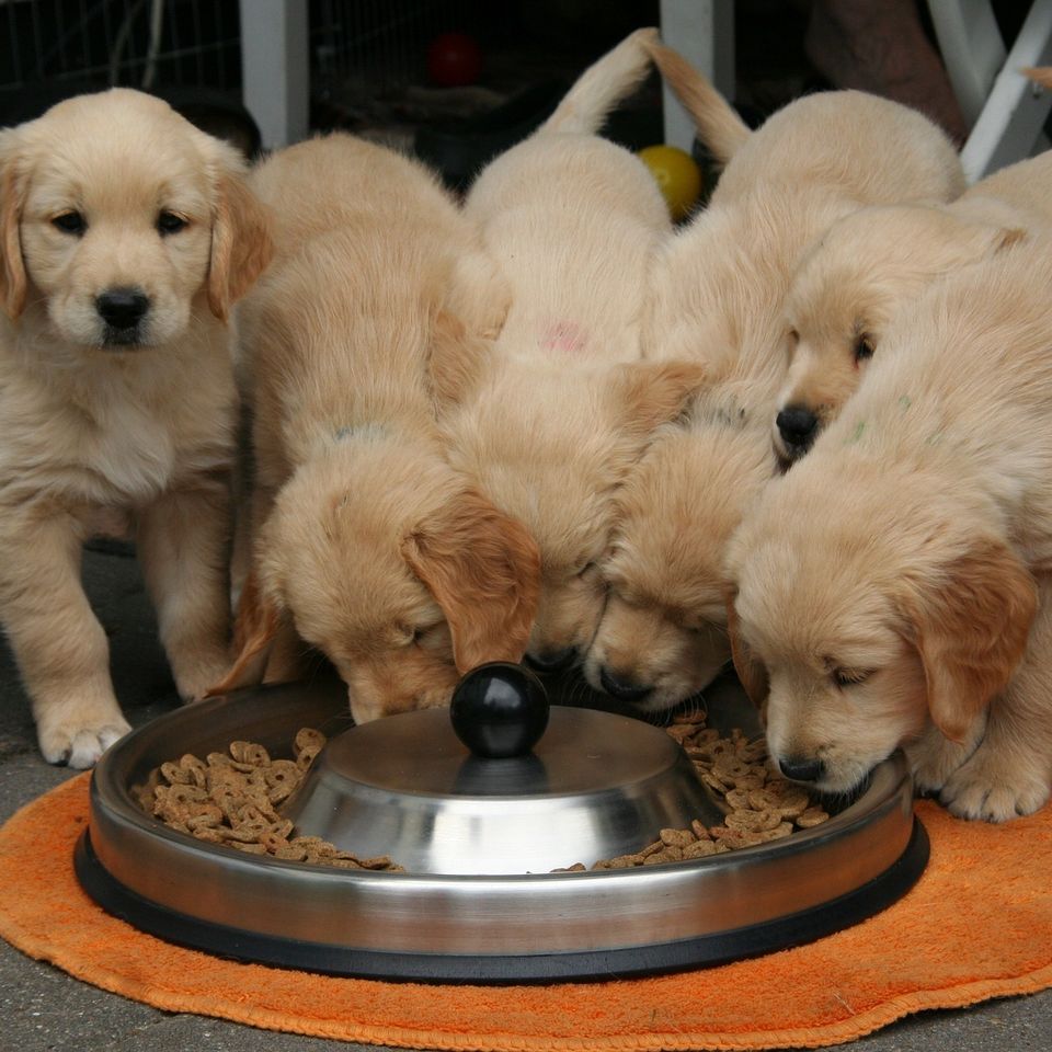 Golden retriever puppy 54e7d5454c 1920