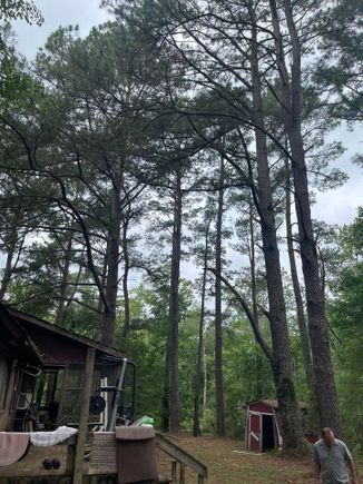 Pine tree 1