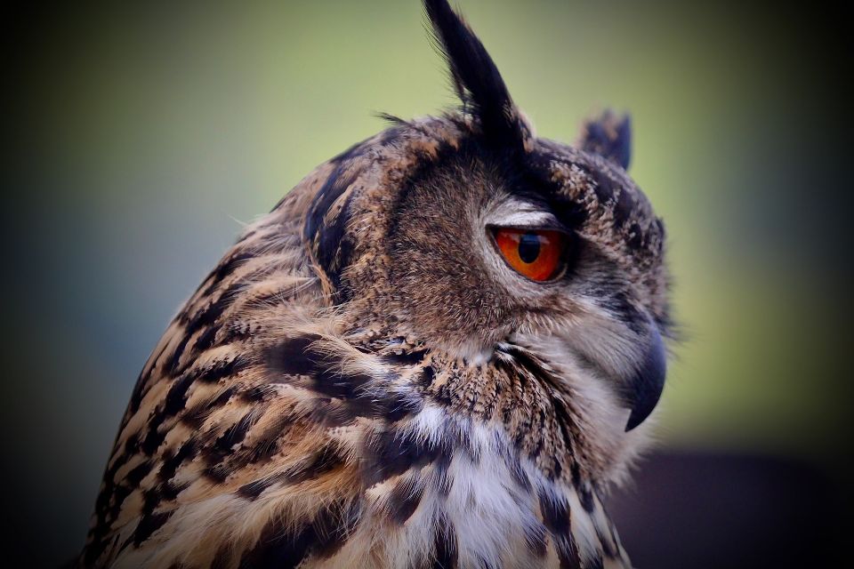 Corporate parties Mobile Petting Zoo owl