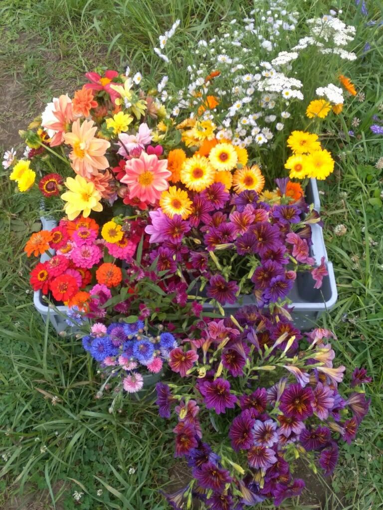 Flowers
