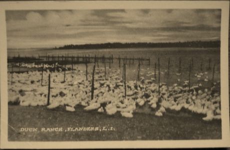 Duck ranch 005
