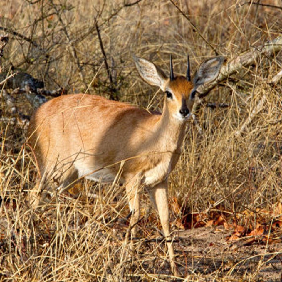 Steenbuck 2