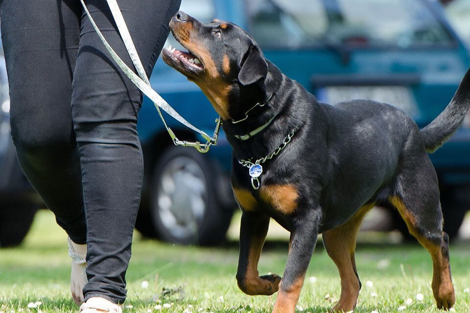 advanced obedience training