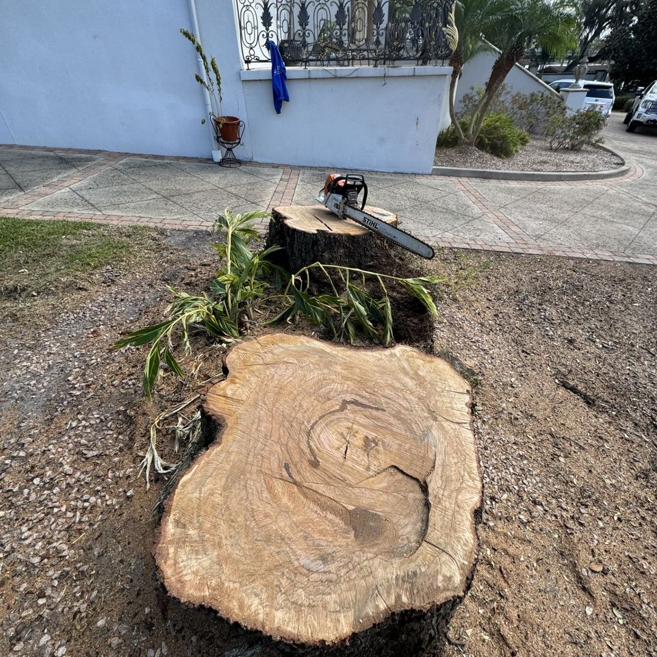 Bachmanns tree stump