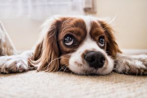 Puppy g334b5c32c 1920