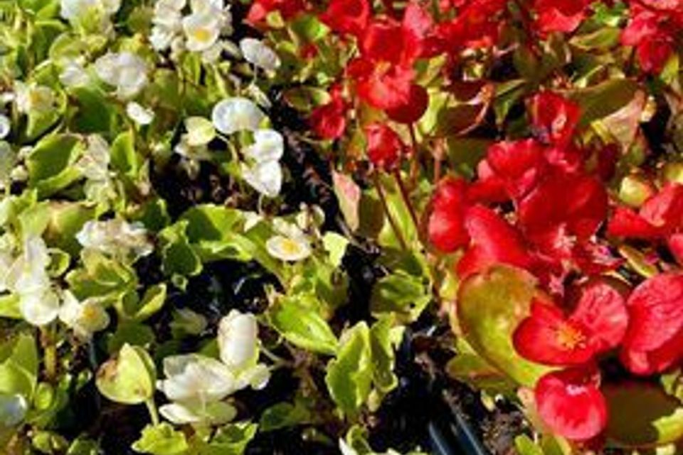 Begonias
