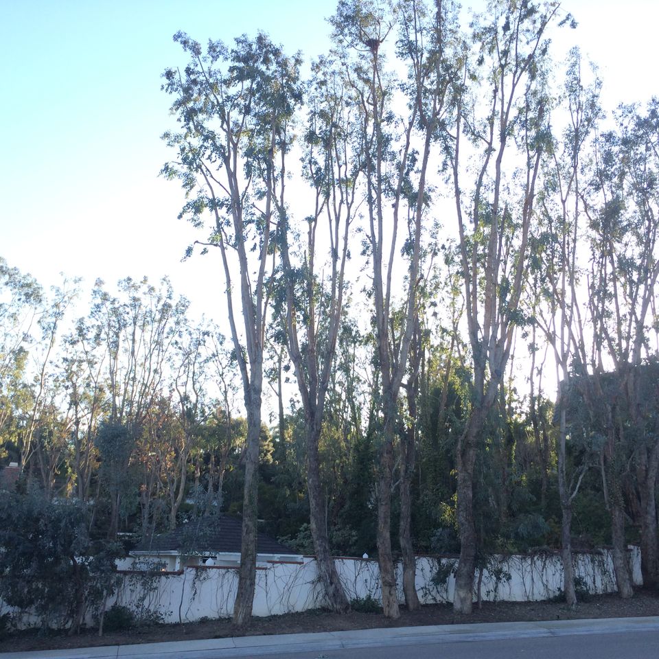 Zamoratreestrim
