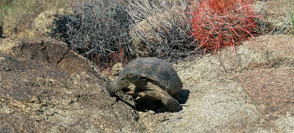 Wildlifeslideshow620121203 1864 1uzl6n2 0