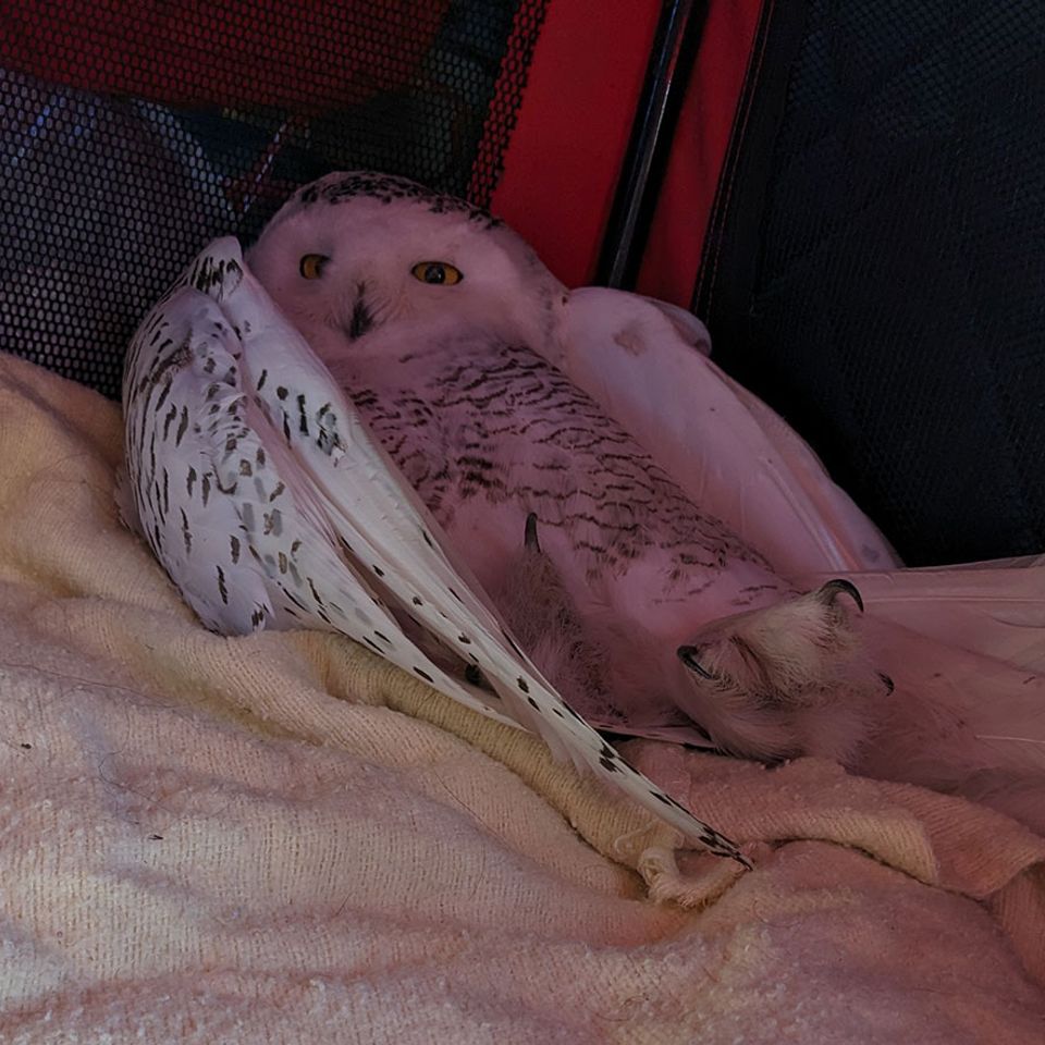 Owl Wild Kritters of Niagara County NY