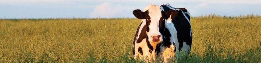 888x216 1390502480dairycowshort20180406 1553 lfd154