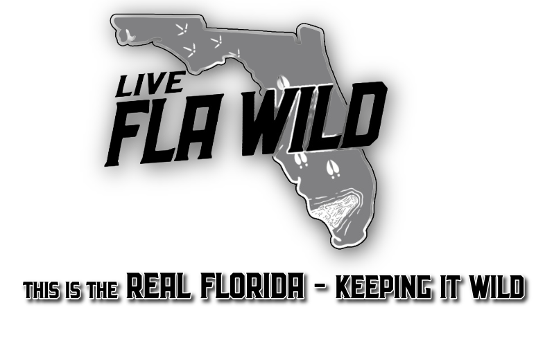 Florida Wild