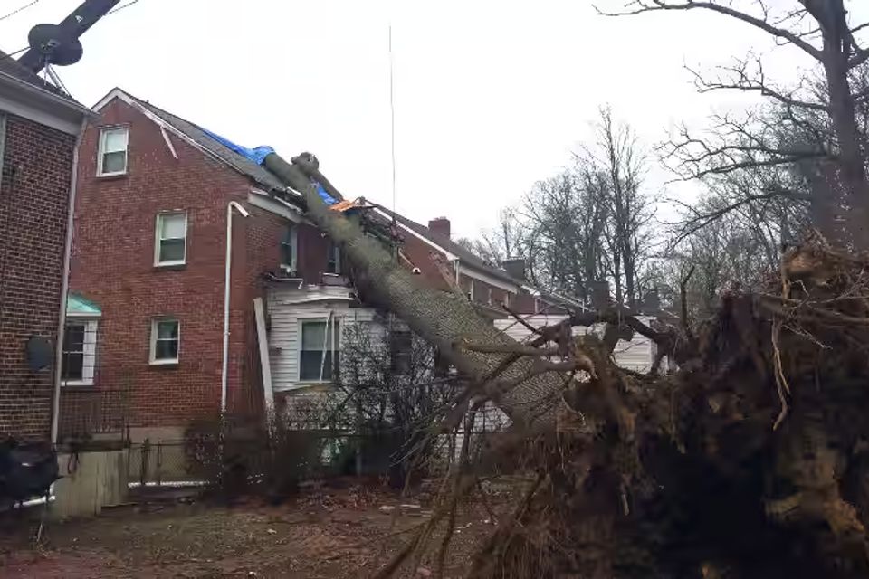 Emergency Tree Service Harford County MD
