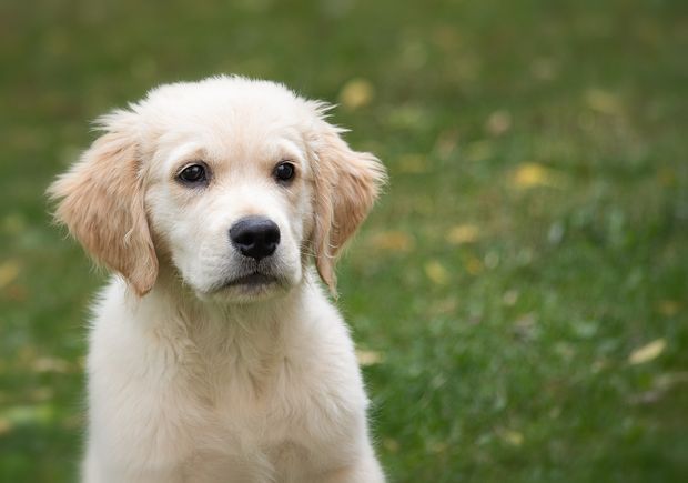 Dog 52e3dc4342 1920