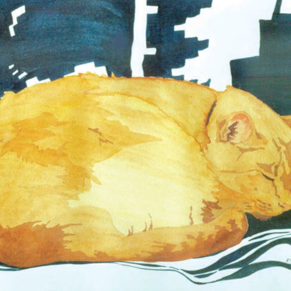 Orangecatsleeps web