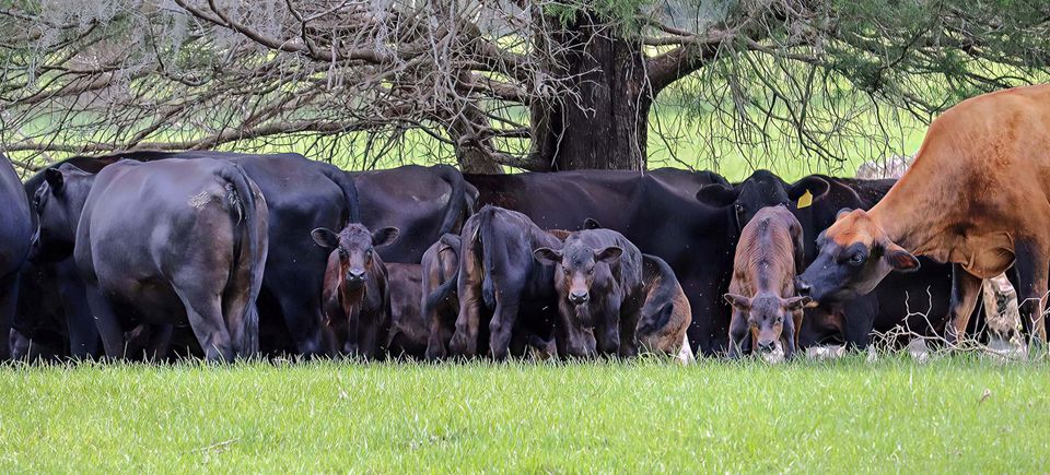 Young calves and parents