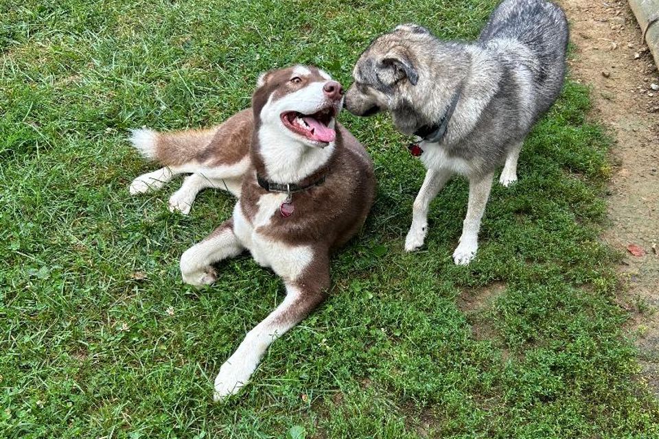 2 dogs