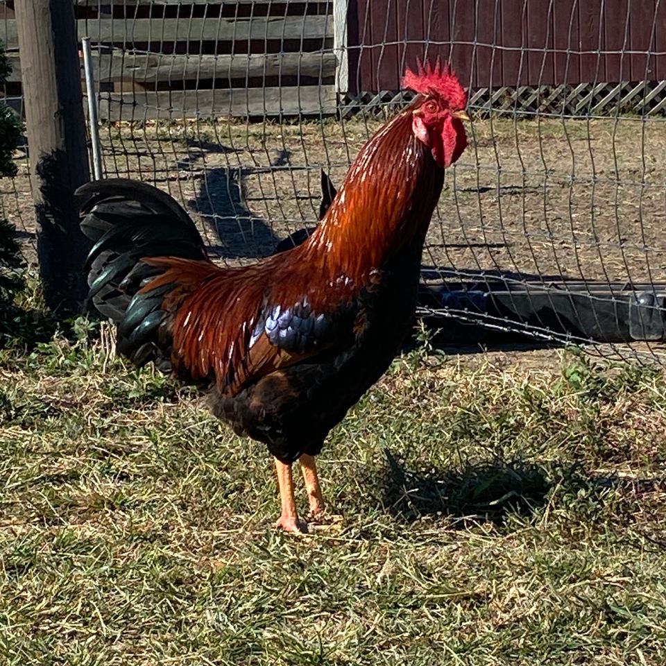Rooster