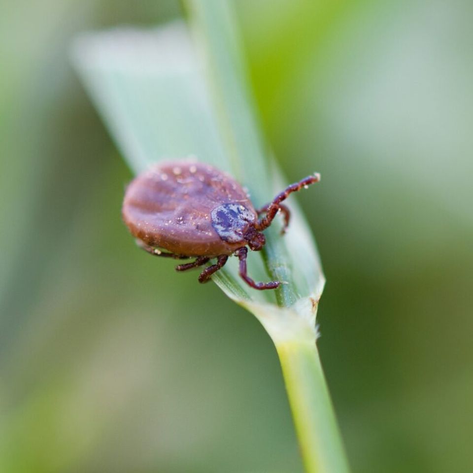 Tick 897x1024