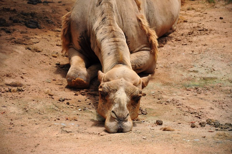 Camel 993822 1920