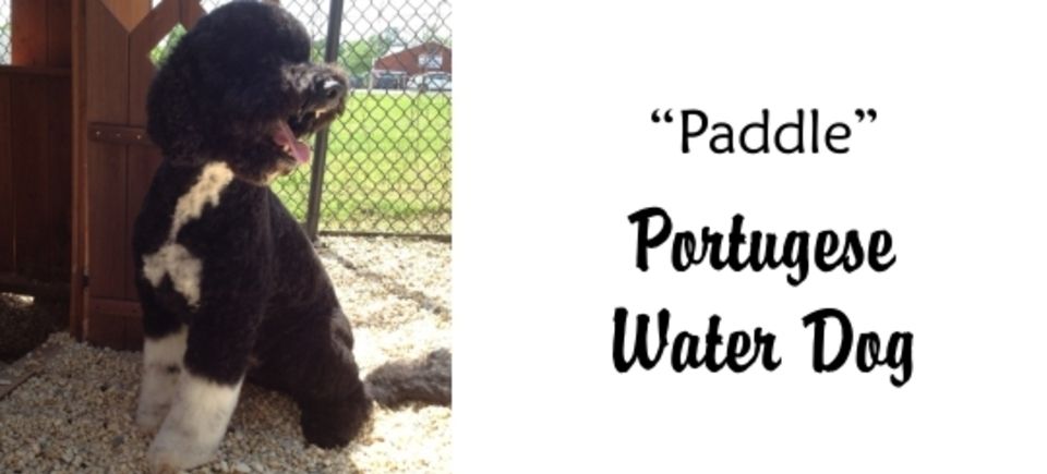 Faces   paddle portugese water dog20150623 16882 7q6xa0