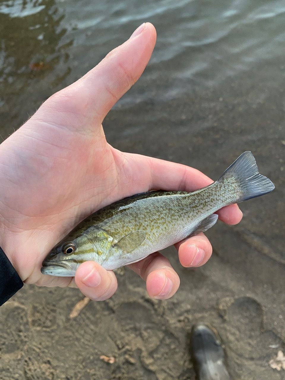 Singlefish