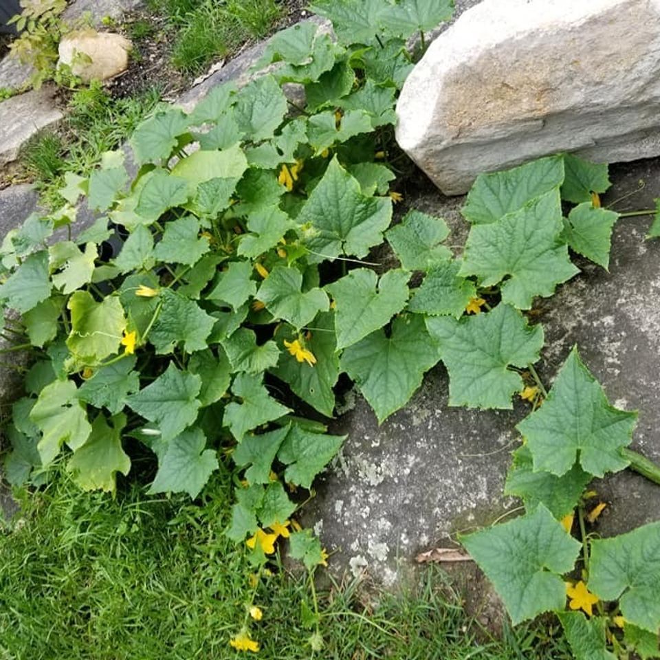 Cucumber2
