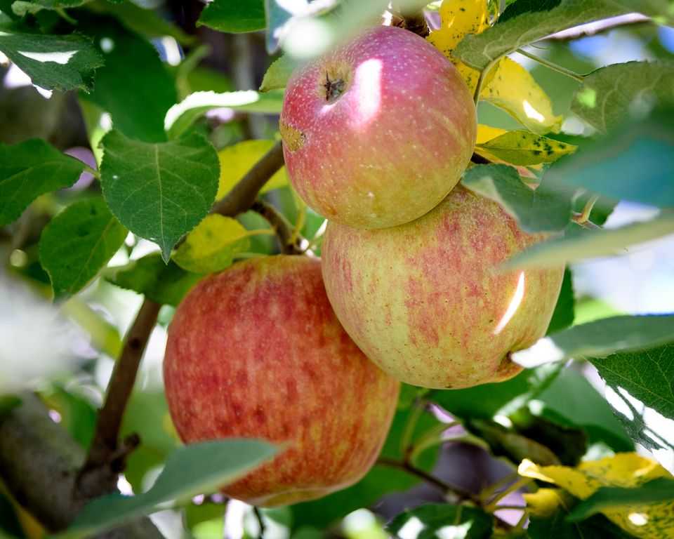 062 moskowphoto©2024